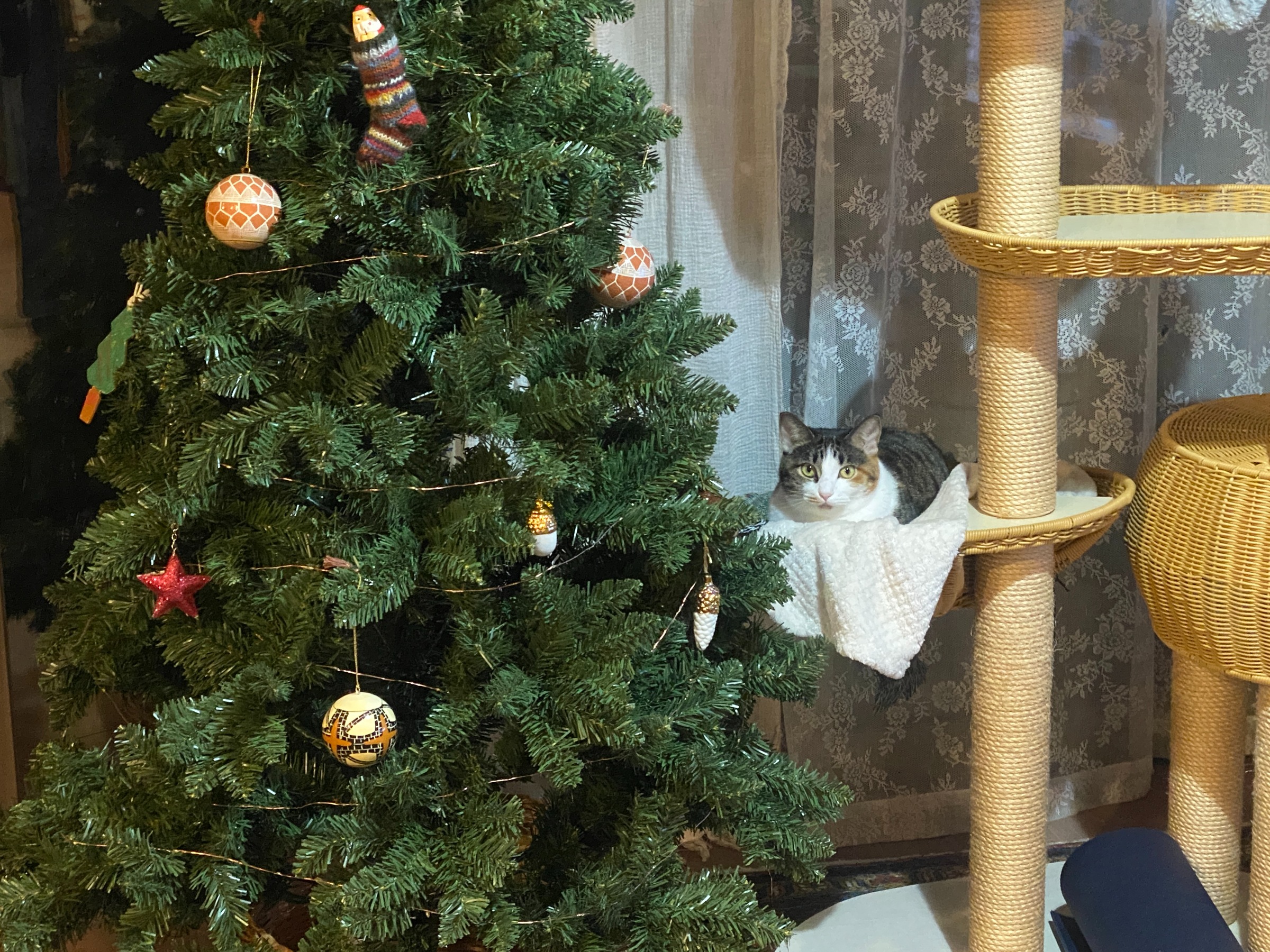 20241201 充実した朝から一気にクリスマス気分へ