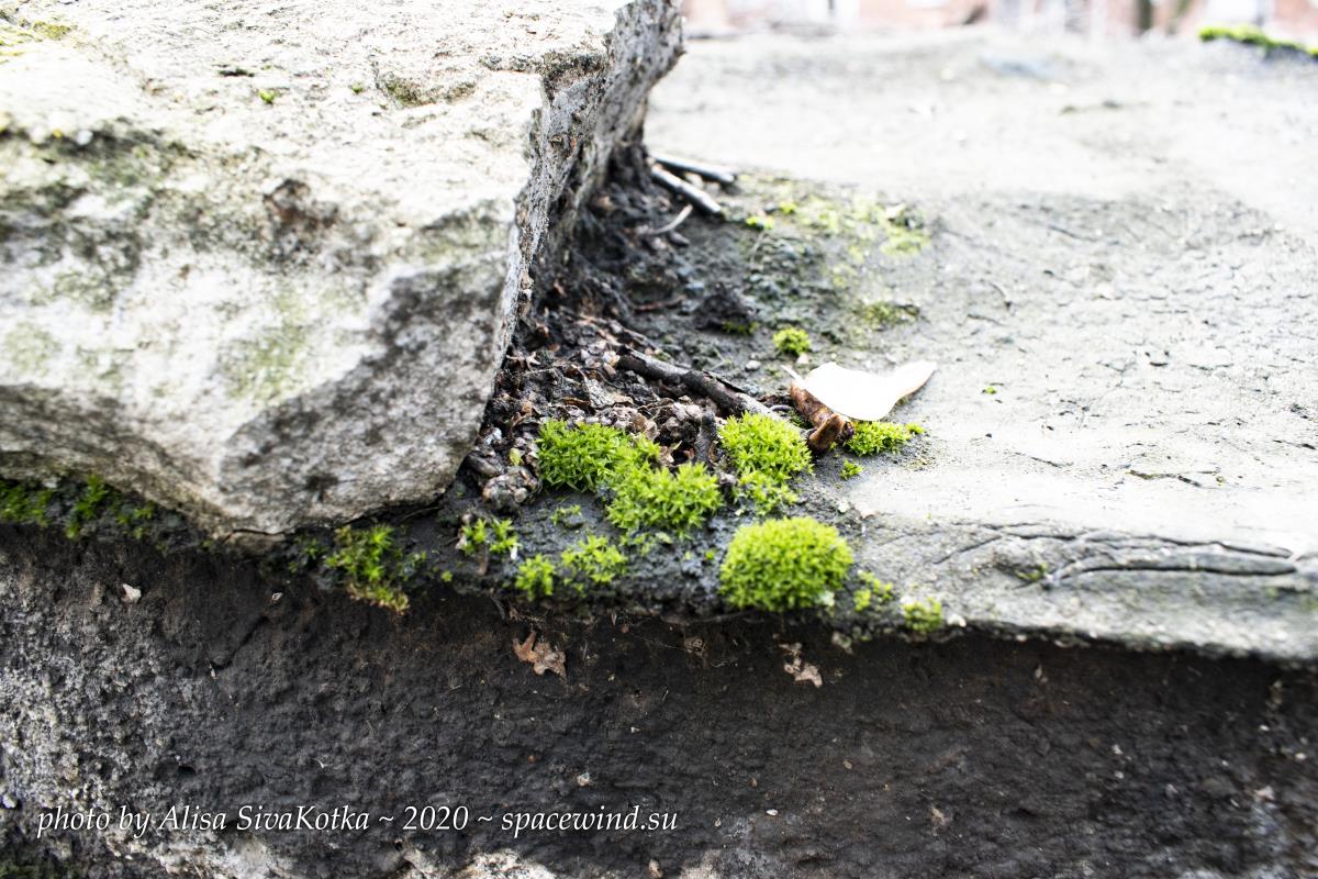 Urban moss
