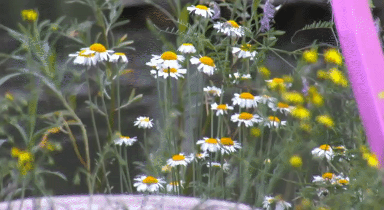36cf2b1a12a04aad79ec424756ff7361.gif