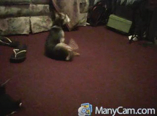 37e7c4d9a88c29996490d718e6752120.gif