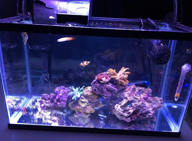 Is there such a thing as a 10 gallon long? - General Discussion - Nano-Reef  Community