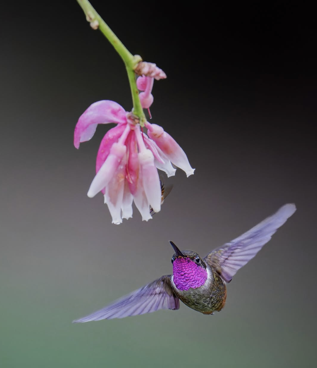 3d495a39d1528c12f5e0c2777e53efe9.png