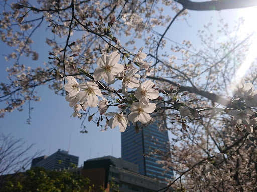 [写真]アメリカ大使館前の桜