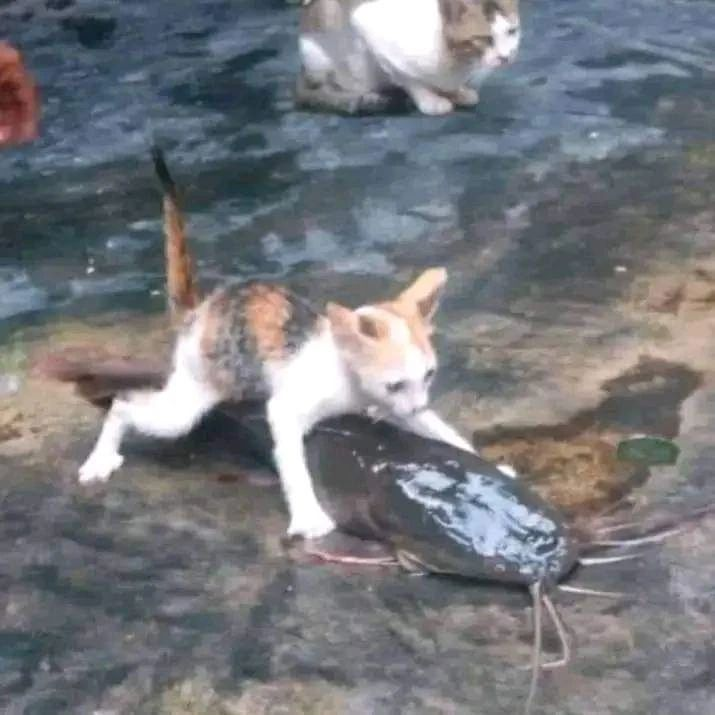 big catch