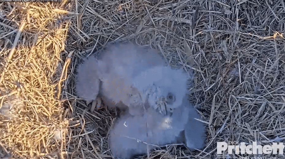 43ee32cb61262ded4b56ce70e73851a4.gif