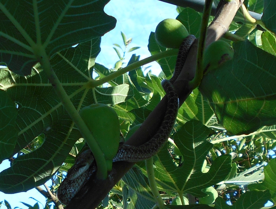 いちじく・イチジク・無花果 48本目