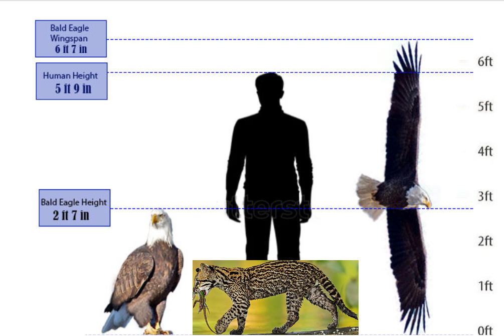INature - Harpy Eagle size comparison :o