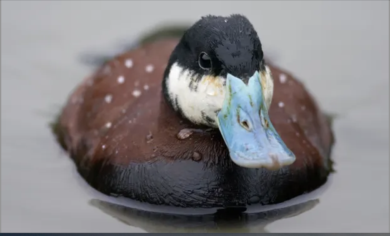 4674d25c99189d04e538835d1c258174.png