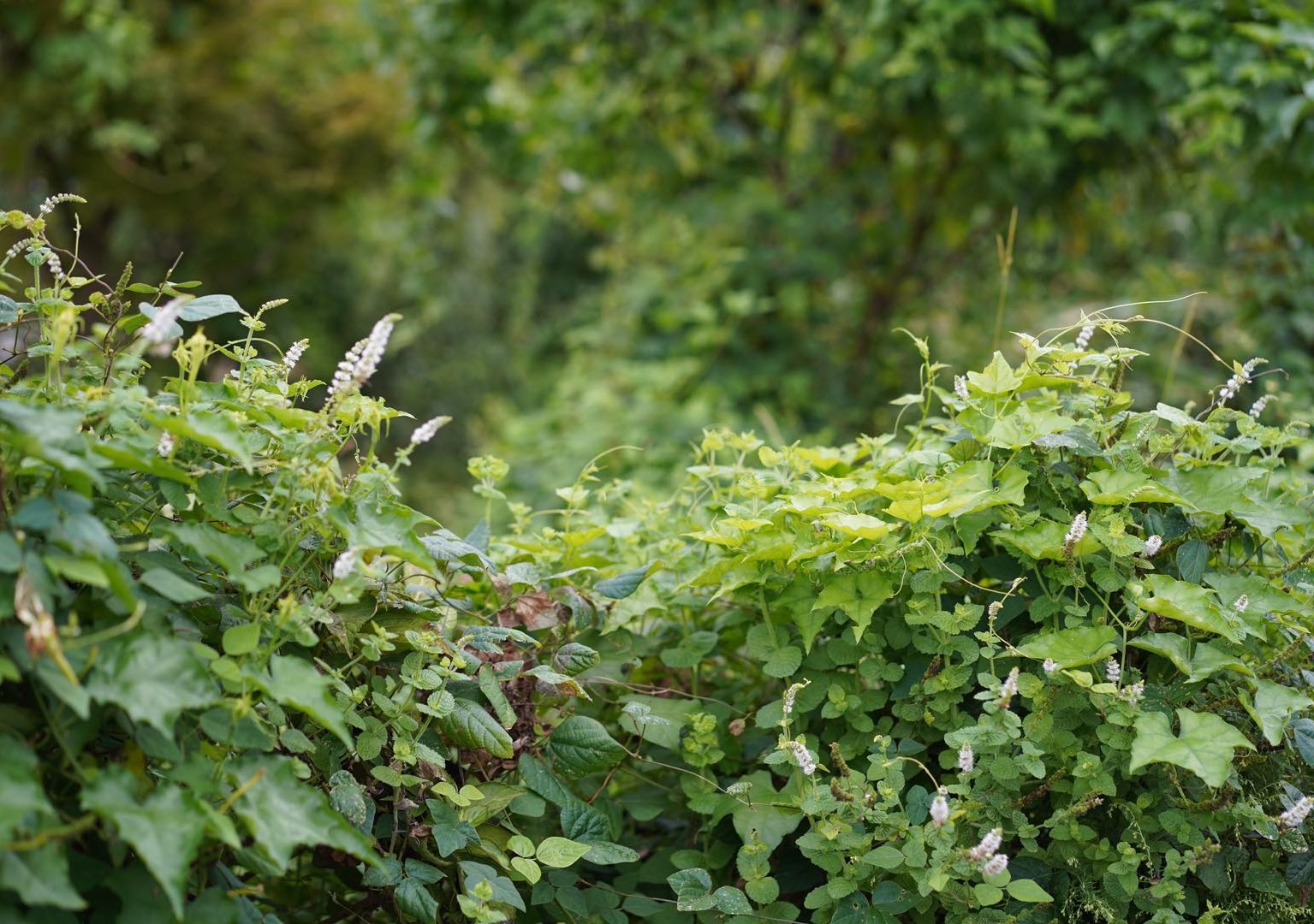 自然の中での深呼吸