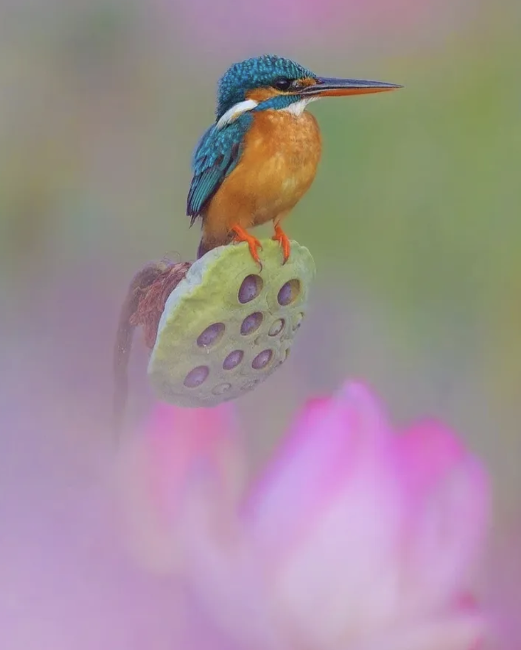 492a565d2b3770c1b840a6ee2348303f.png