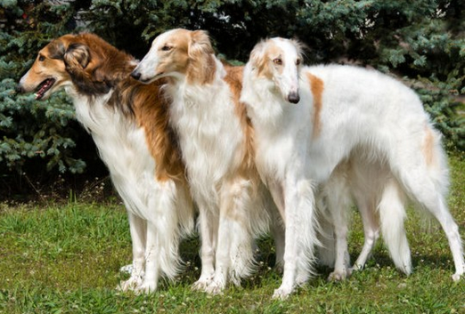 大きくてもかわいい 大型犬大集結 ペットびより