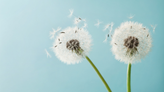 AROMATHÉRAPIE CONTRE LES ALLERGIES