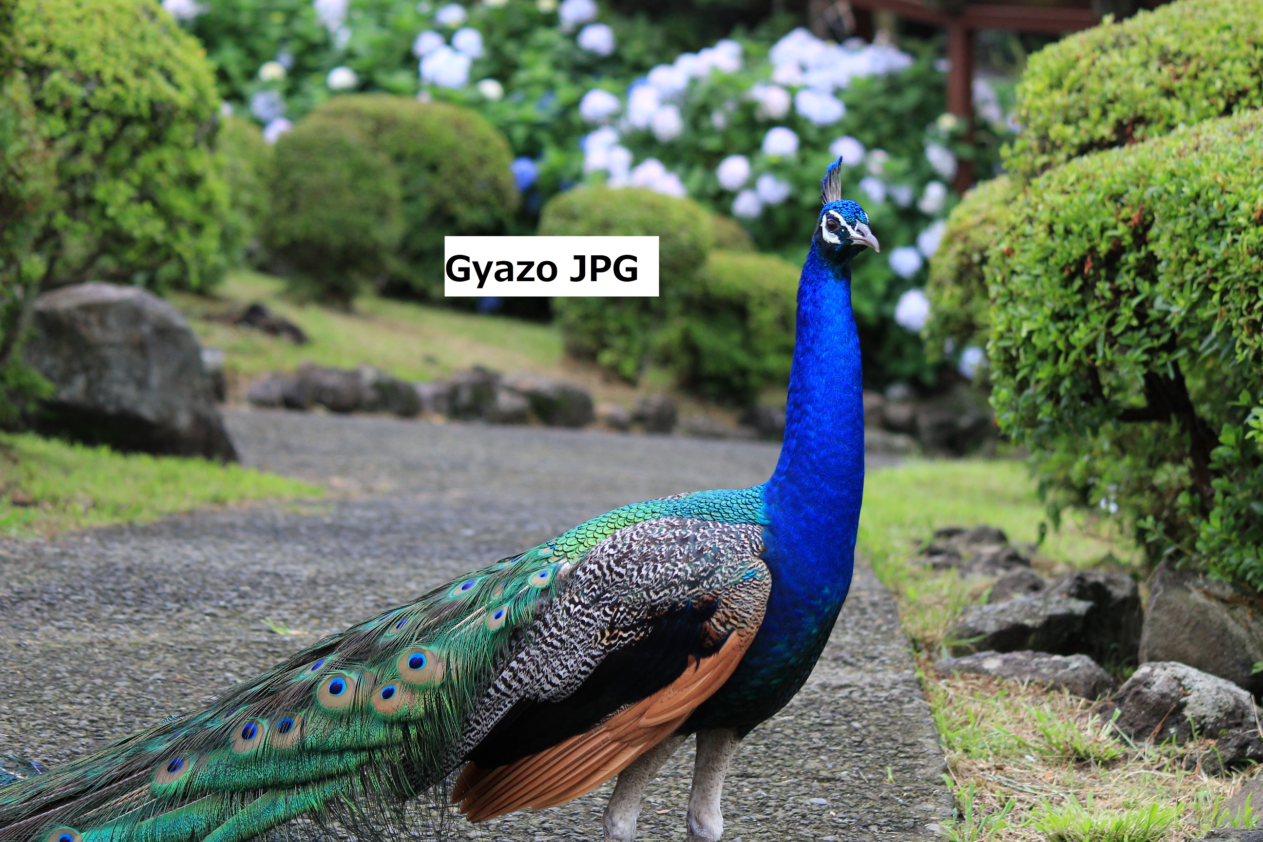 Image from Gyazo