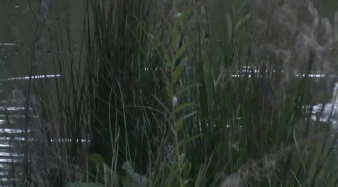 4f200c0251726229975469ff3b924750.gif