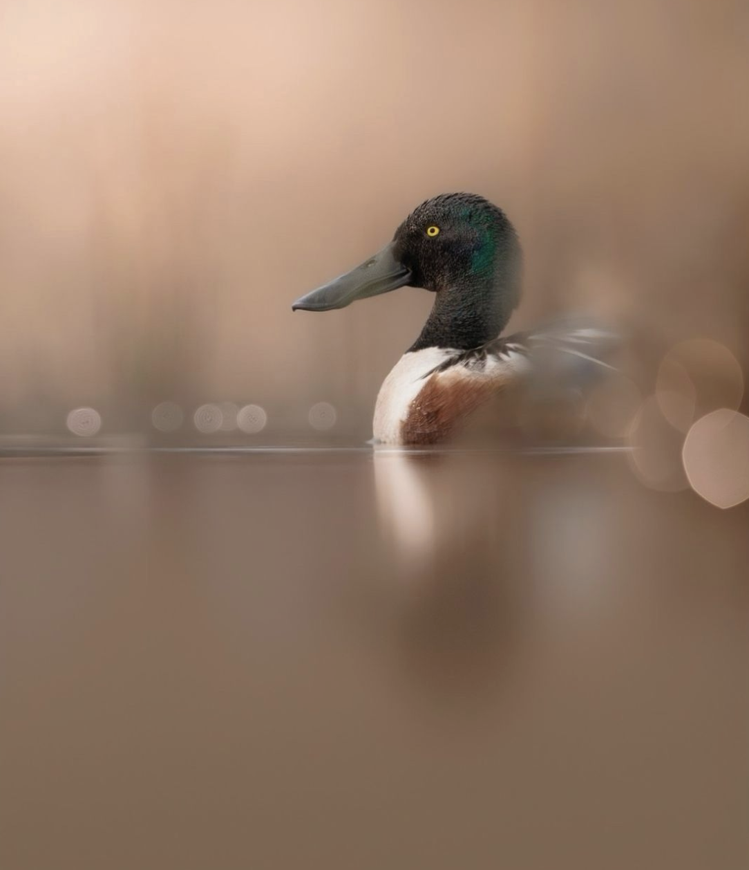 4f816e1e1353f7a87711c4ad2b80f41b.png