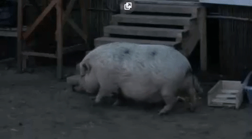 50effa4c9cbf57fc45b04785a704c2e5.gif