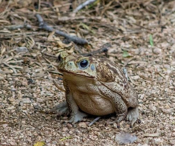 AMERICA IS Under Siege : Invasive toads in Florida cities can be...