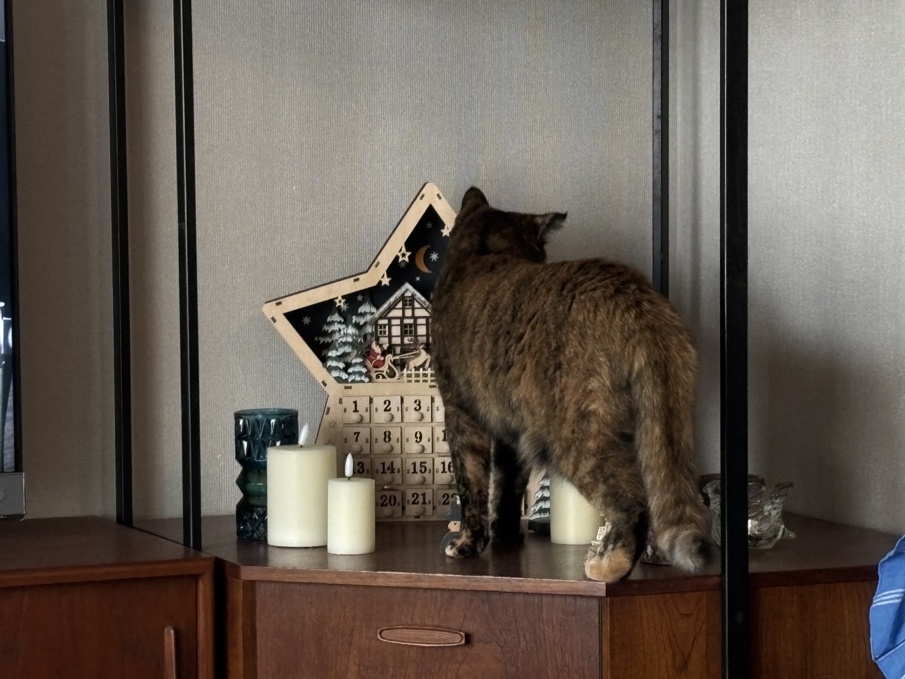 20251219 アドカレ（物理）を襲撃する猫