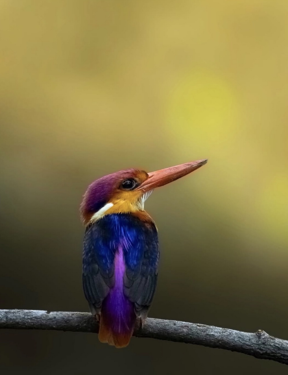 53399071d027e1827481bf98dab95d85.jpg