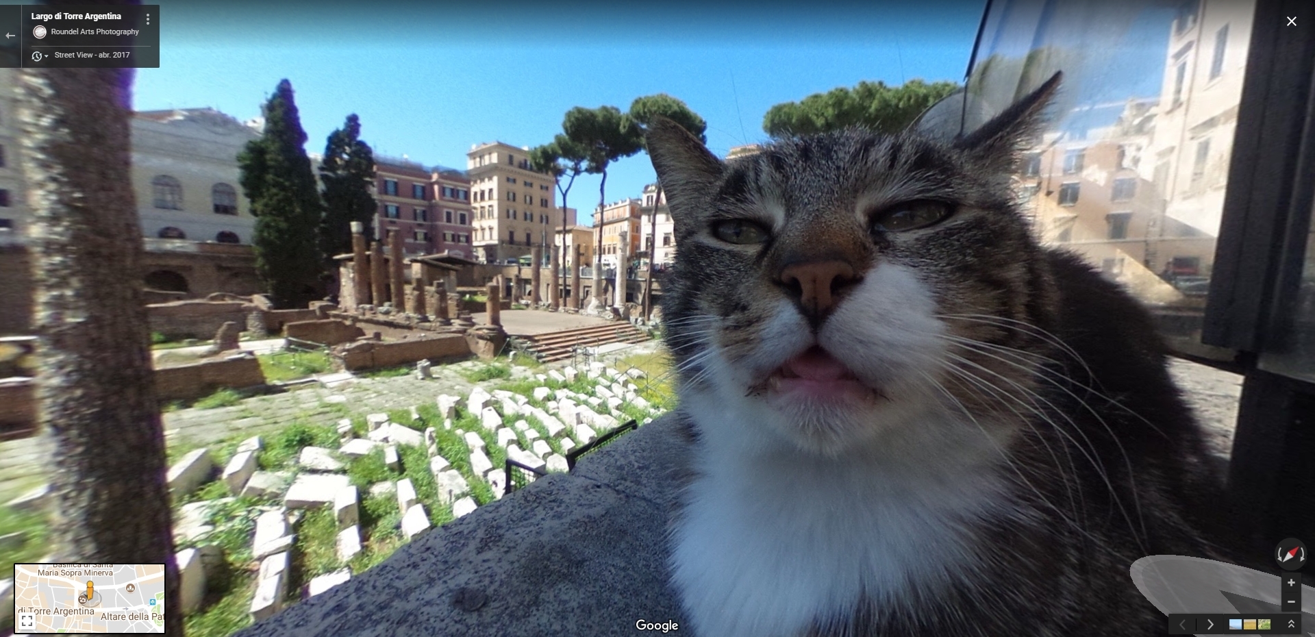 This Cat In Google Street View Funny