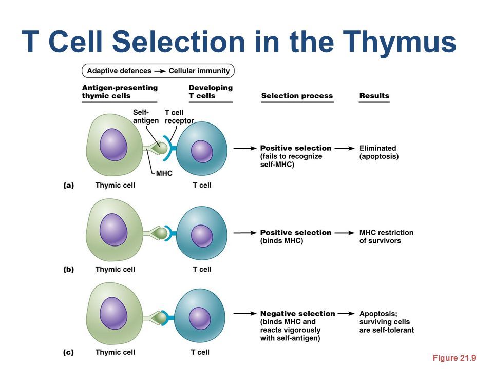 [Immune System] I need help understanding this image