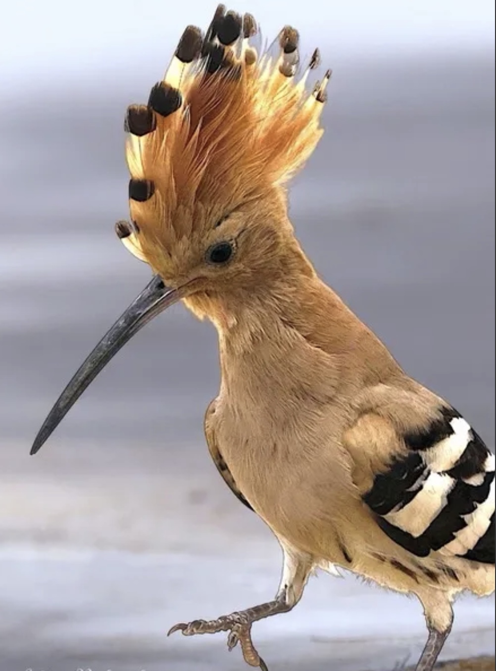 5a9bee98c0f74ff35257df1dcaf1f94d.jpg
