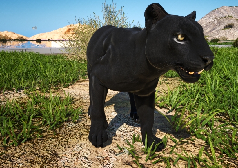 Black Leopard