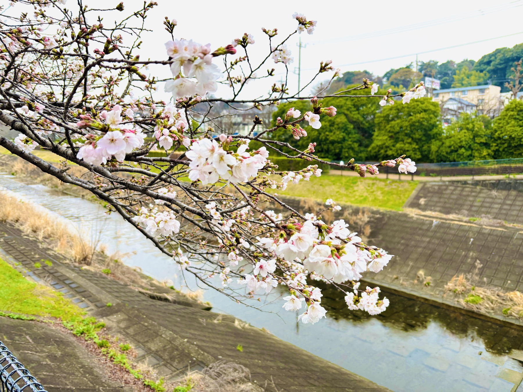 20260323 桜がチラホラ