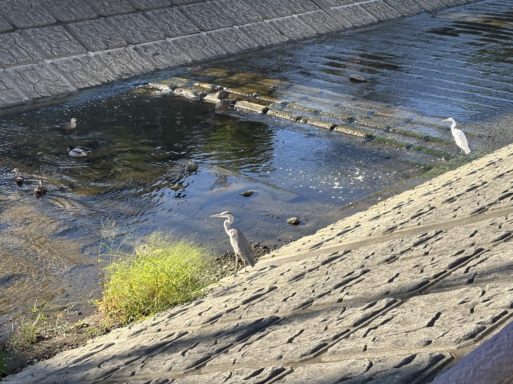 20251017 ４種類の鳥