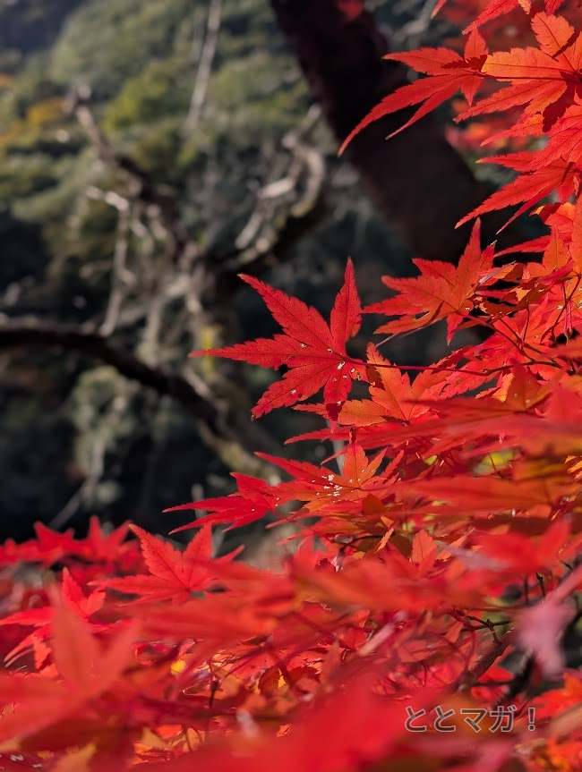 紅葉