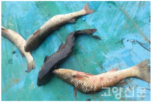 韓国 漢江河口の奇形魚 漁民 背中が曲がった奇形魚が１０匹のうち１ ２匹見つかっている ネットの反応 韓国の化粧品ヤバイな 理想国家日本の条件 自立国家日本 日本の誇りを取り戻そう 桜 咲久也