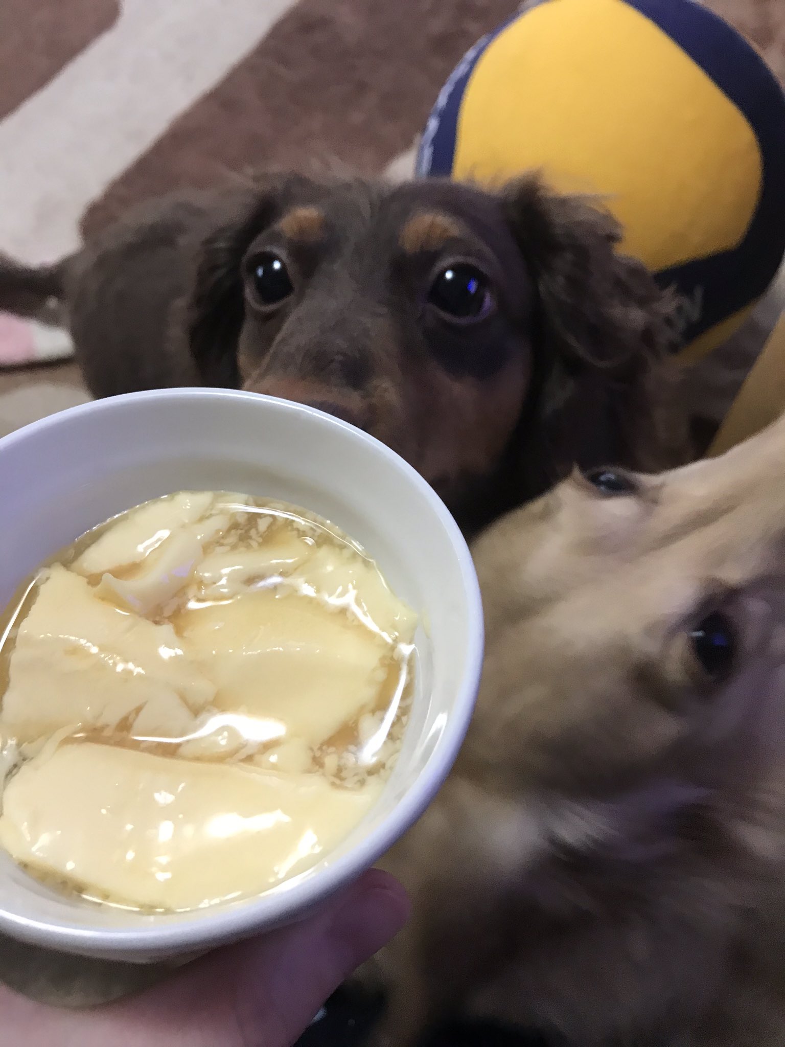料理 とろとろなめらかプリンを冷蔵庫のあまりもので作る じゅとログ 攻略 情報と進捗日記 料理 とろとろなめらかプリンを冷蔵庫のあまりもので作る じゅとログ 攻略 情報と進捗日記