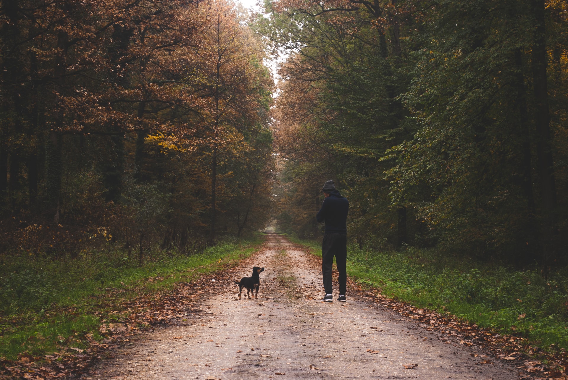 man and dog walking in forest autumn