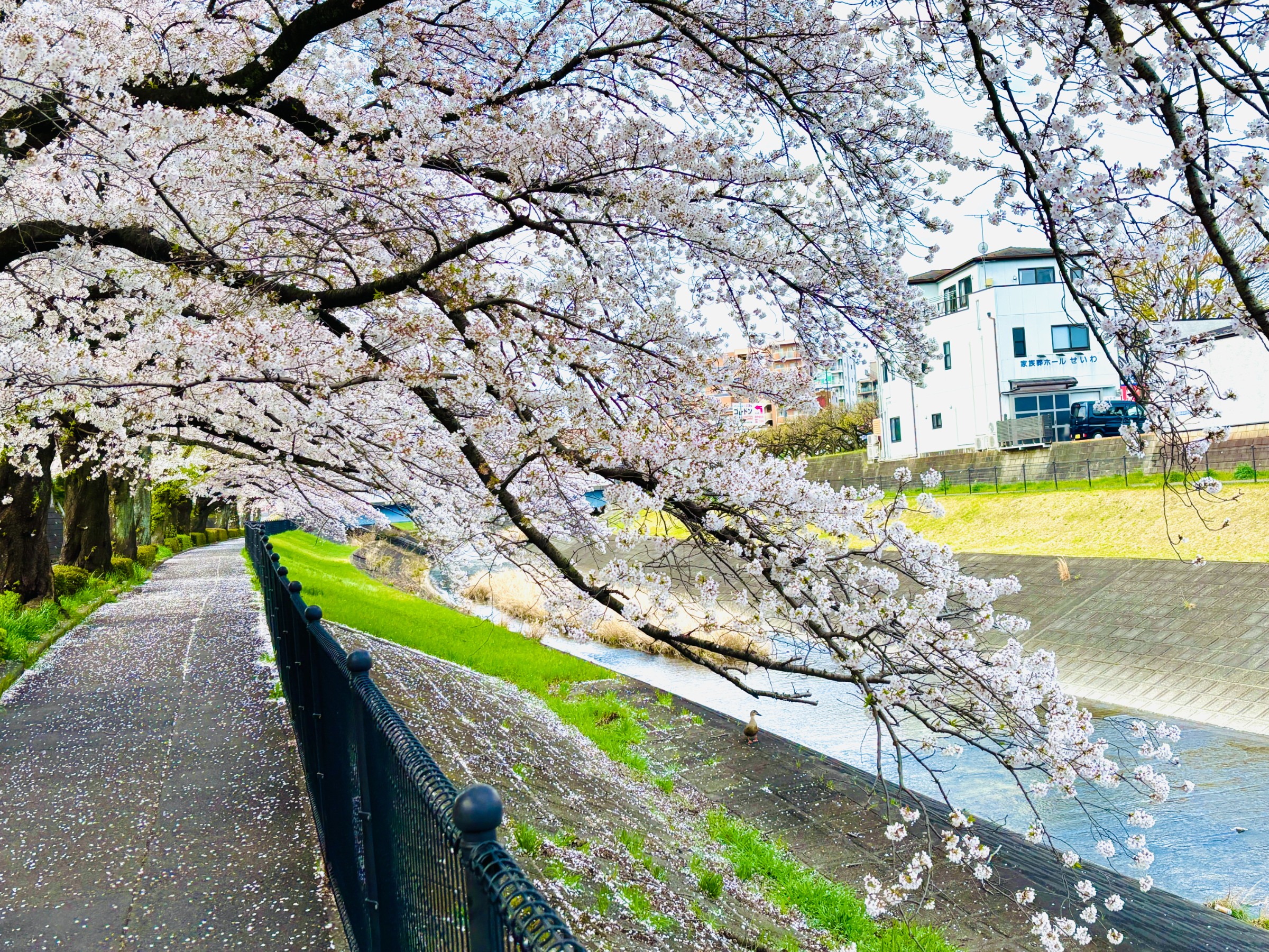 20250407 春らしい満開の桜