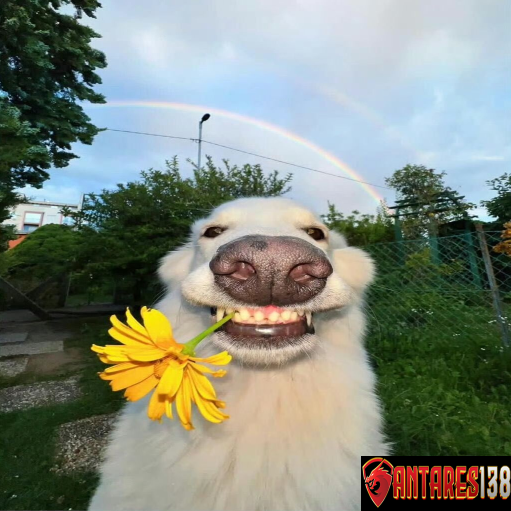 ANTARES138: Surga Bonus Slot 5K & Bandar Togel 4D Resmi Pilihan Terbaik