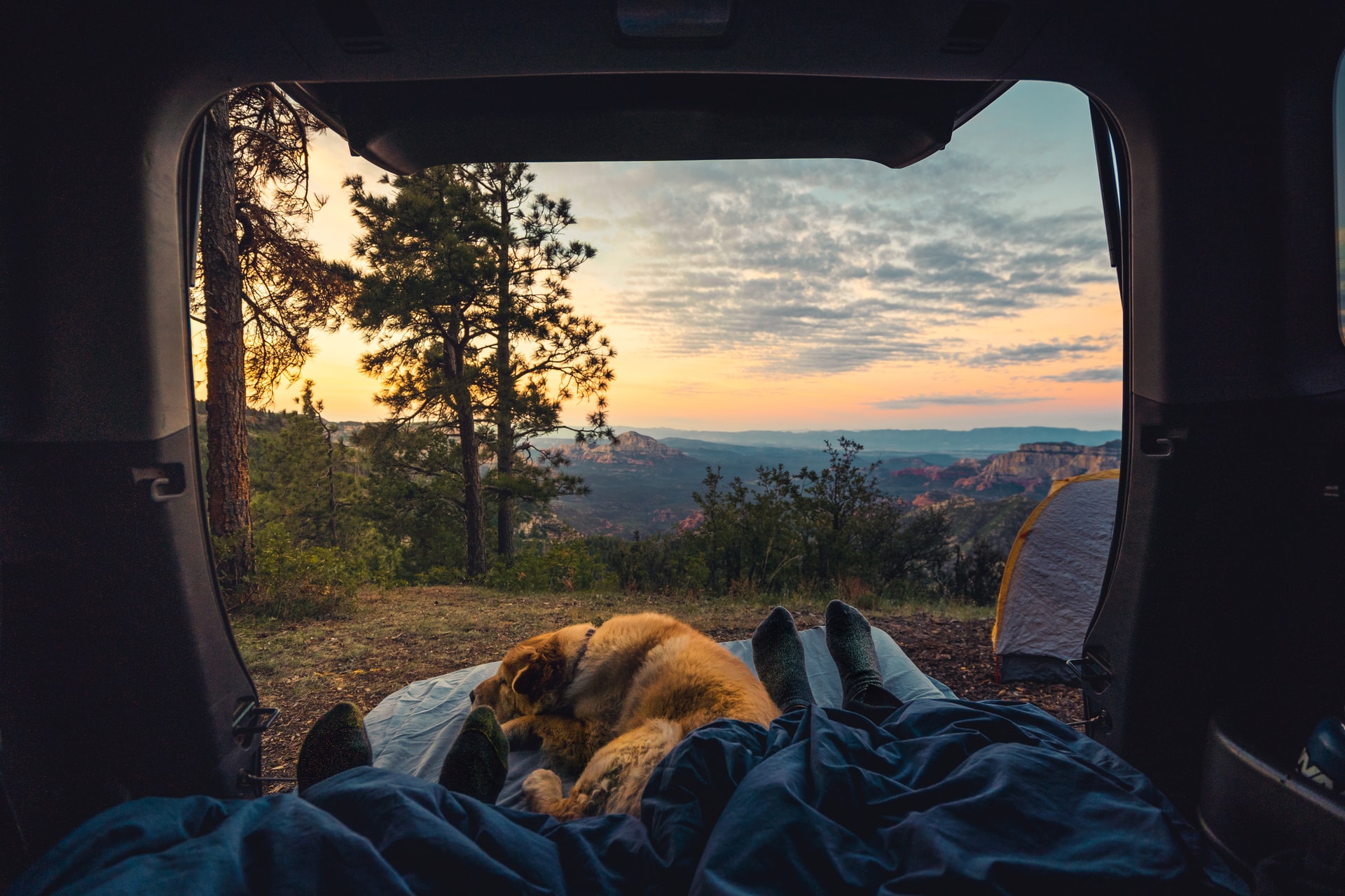 camping outside tent dog