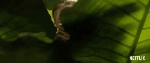 626a0f2563a4ada7c880e8eac2bfc77c.gif