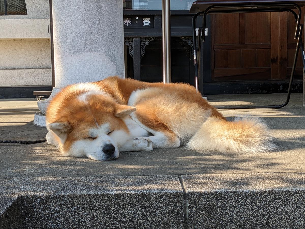 [写真]賽銭箱の前に巨大な秋田犬がいる寺