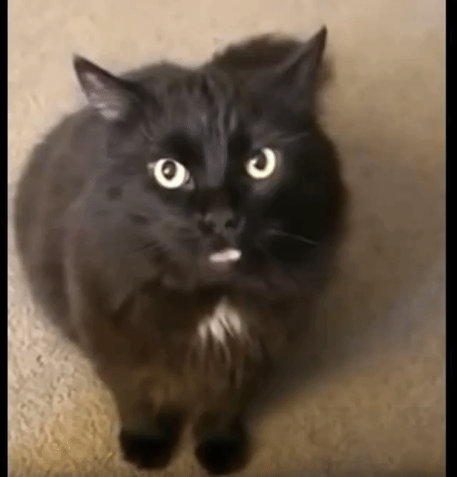 63ad1b139a5dcc635aa1c2330418532f.gif