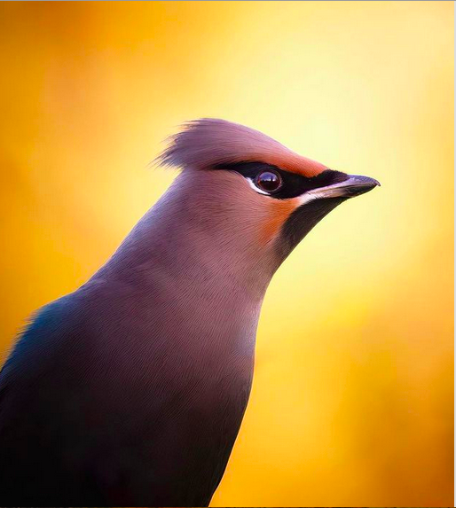 65304411882858ce5f095db8fd56dd29.png