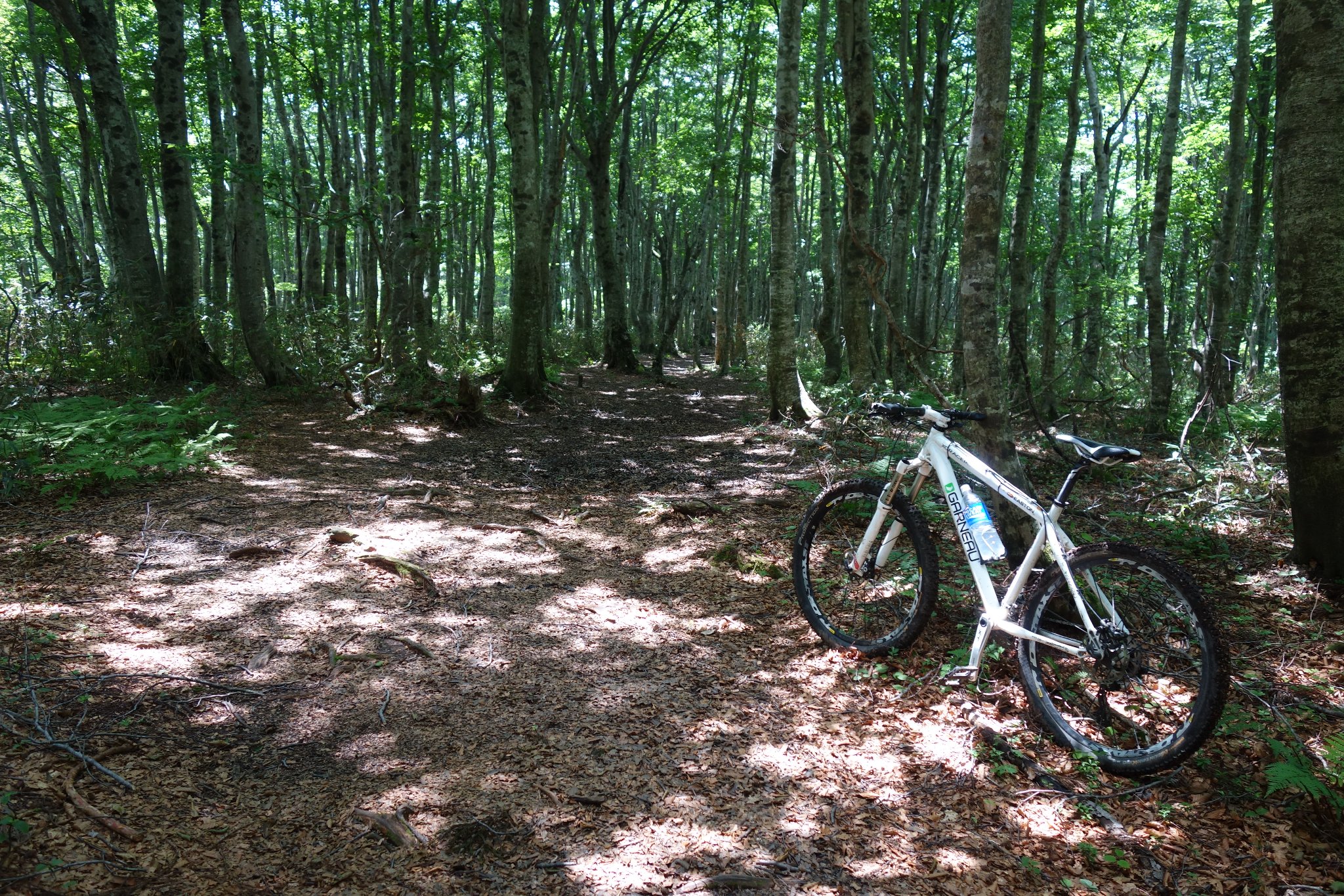 15運転手の目の前で飲むプレモルがこの上なくうまい氷ノ山mtbツアー 京都大学サイクリング部 Kucc