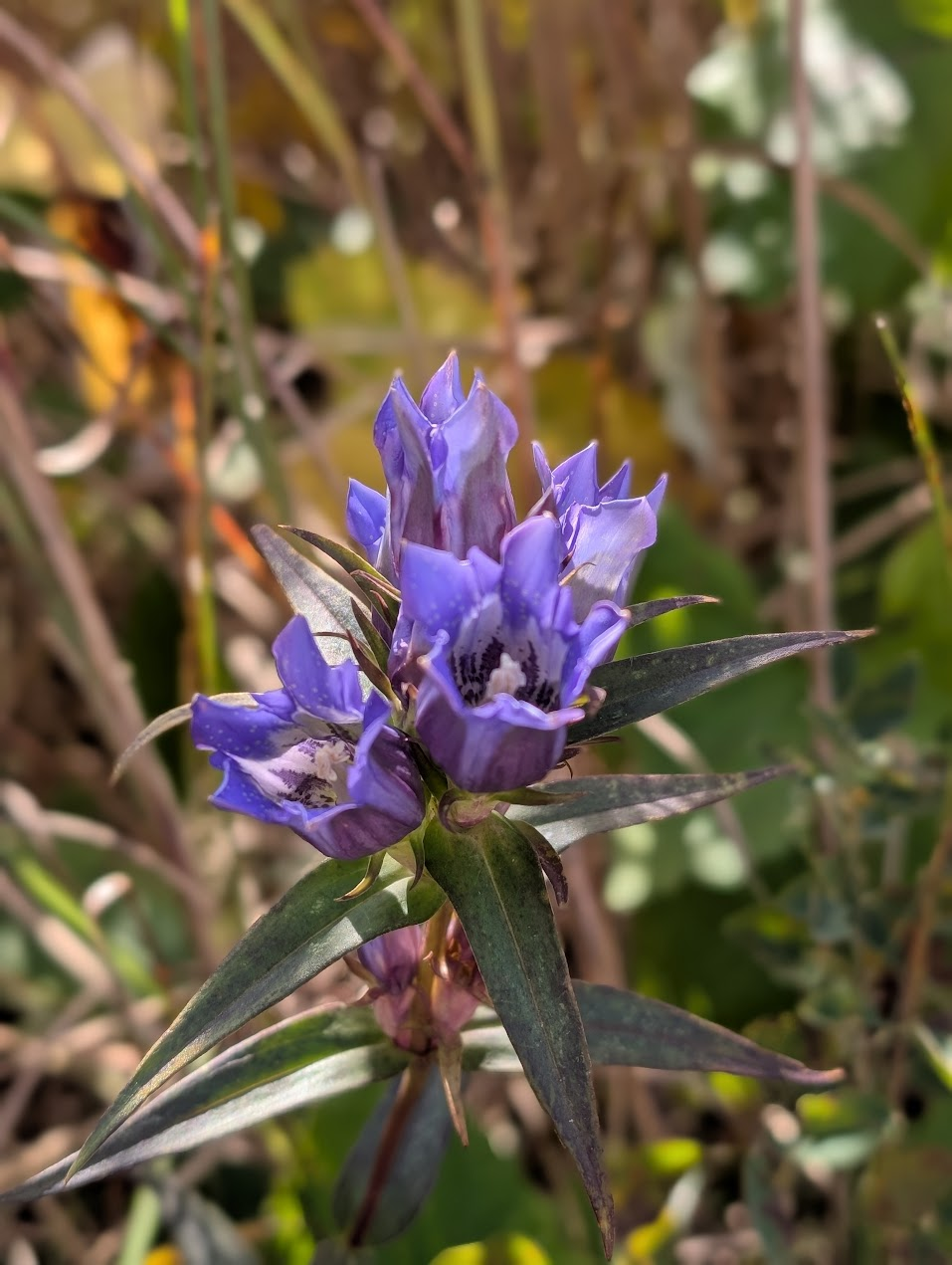 リンドウが咲いていましたよ。