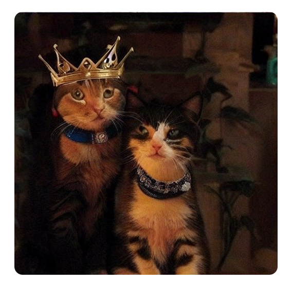 royal cat couple