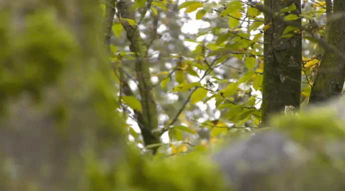 6a71ef8d803a2afab281c148999546e8.gif