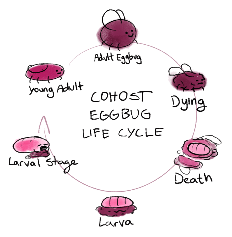 eggbug life cycle