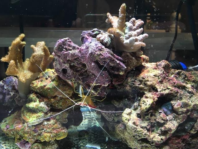 Is there such a thing as a 10 gallon long? - General Discussion - Nano-Reef  Community