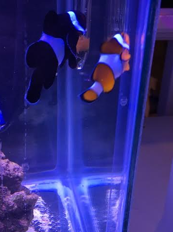 Is my Clownfish Pregnant? PICS (One Black One Orange) - Reef