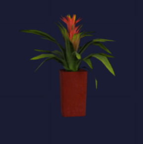 Bird Of Paradise Plant