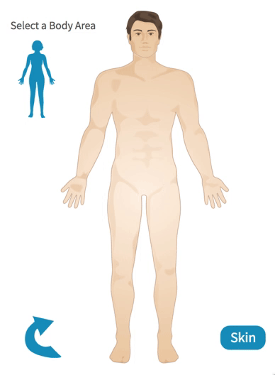 Male Homunculus