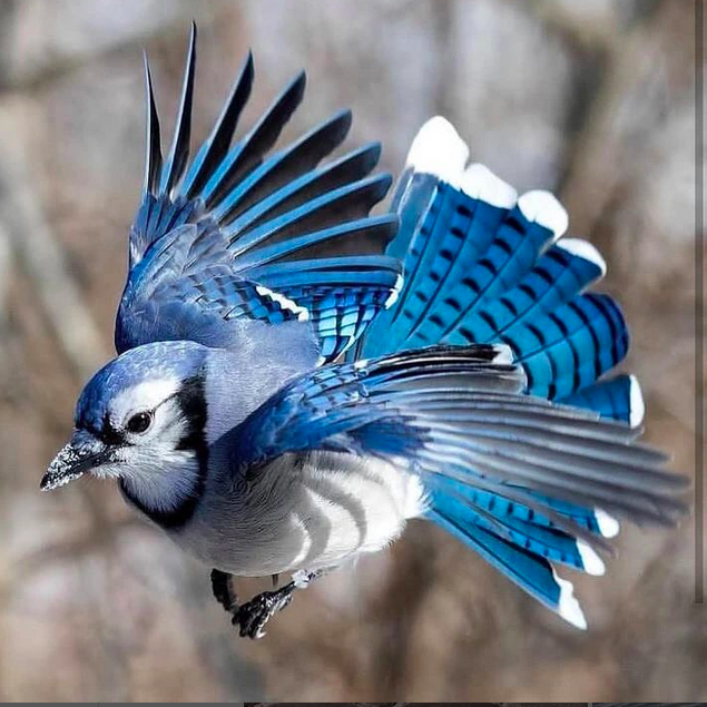 7043f5ce4691fae1caaec340254b5b2e.png